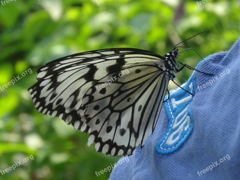 Butterfly Insect Animal Black And White Blue