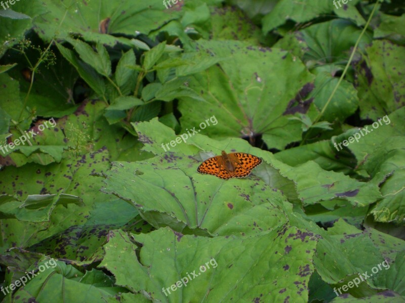 Fritillary Butterfly Orange Insect Splash Of Color