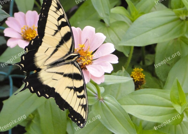 Butterfly Tiger Swallowtail Zinna Beautiful Close-up