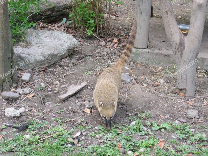 Coati Predator Creature Bear Zoo