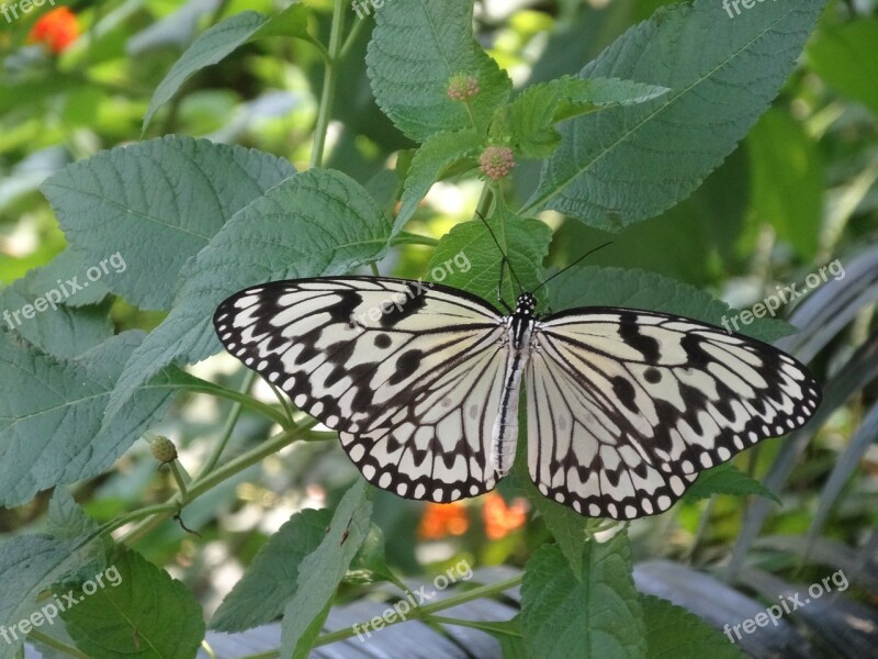 Butterfly Insect Animal Black And White Leaf