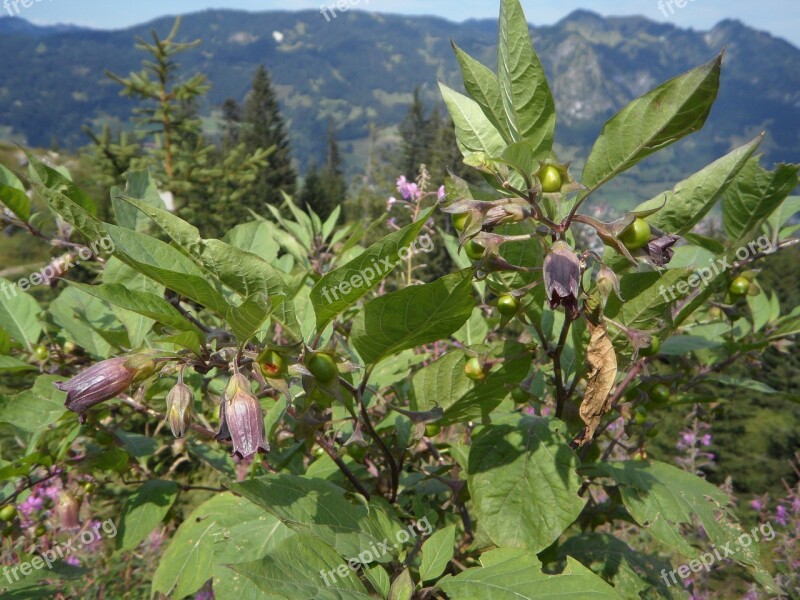 Belladonna Bush Toxic Plant Alpine