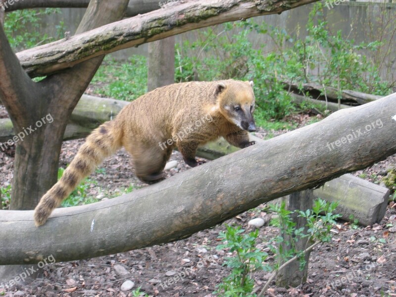 Coati Creature Predator Bear Animal