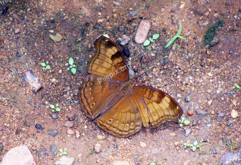 Butterfly Common Baron Dandeli Baron Karnataka