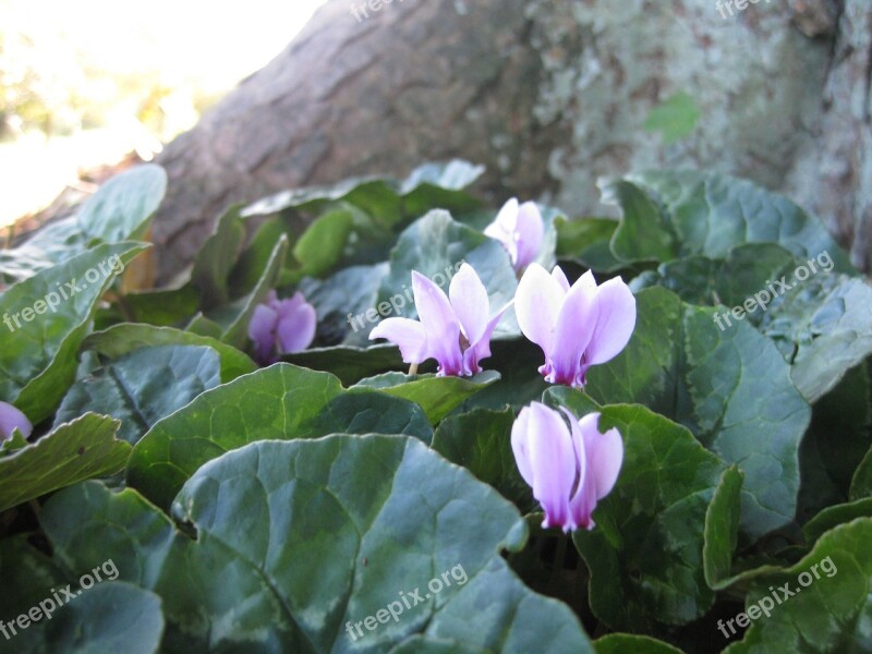 Cyclamen Purple Pink Flower Tree