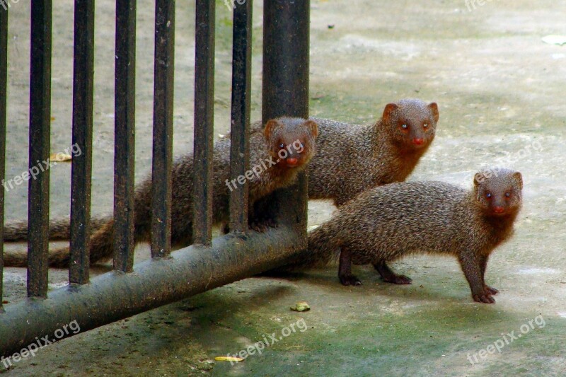 Mongoose Gray Indian Mom Babies