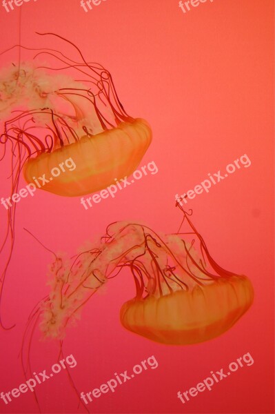 Sea Jellies Creature Deep Fish