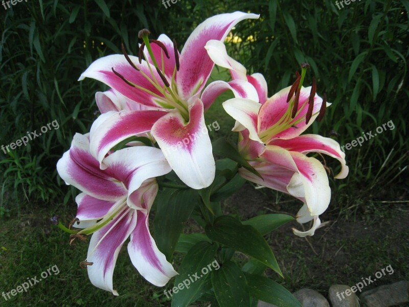 Lilies Fragrance Summer Garden Colors