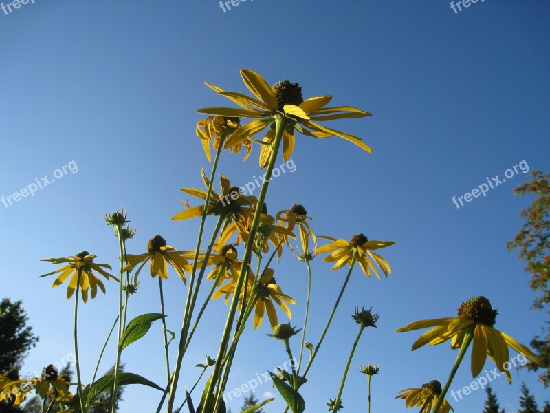 Coneflower Flowers Yellow Summer Sky Blue