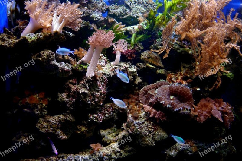 Coral Reef Fish Coral Water Stones