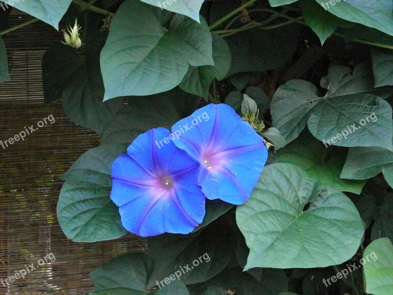 Morning Glory Blue Flowers Summer Flowers Summer In Japan Free Photos