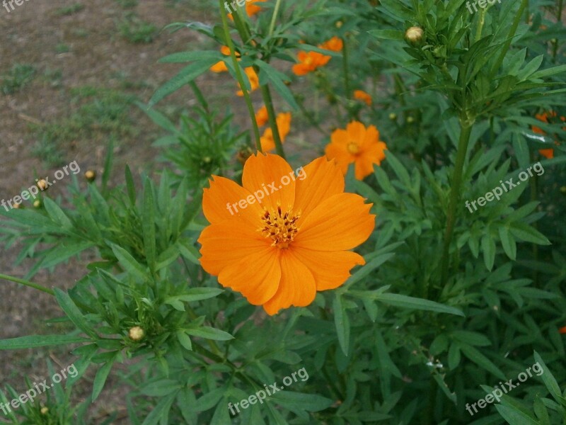 Cosmos Sulphureus Cosmos Orange Blossom Summer Flowers Flower Bed