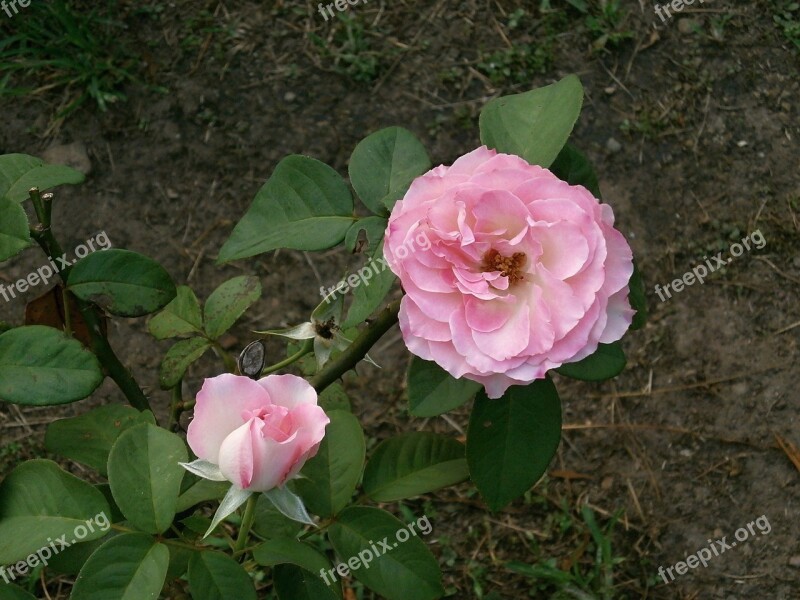 Rose Pink Flower Rose Garden Free Photos