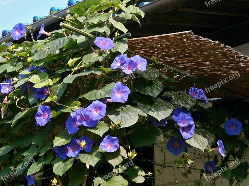 Morning Glory Blue Flowers Summer Flowers Summer Clear Skies