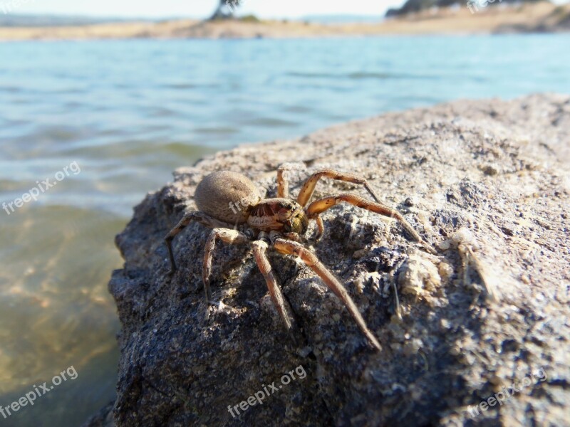 Spider Insects Nature Tarantula Free Photos