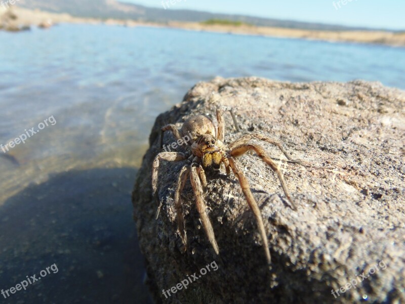 Spiders Tarantula Insects Macro Nature