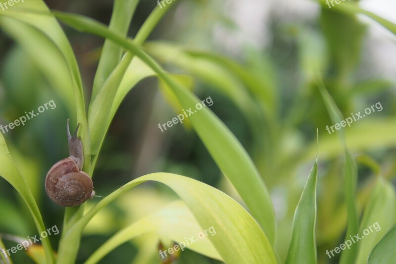 Snail Shell Nature Land Snail Animal