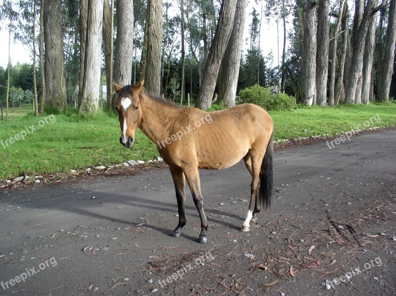 Horse Eucalyptus Ecuador Free Photos