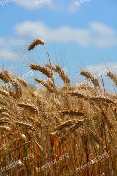 Wheat By Chaitanya K Wheat Ear Grain Cereals