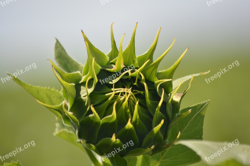 Sunflower Flora Flower Buds Free Photos