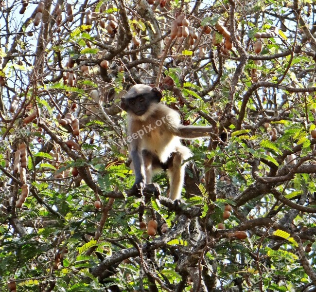 Hanuman Langur Primate Monkey Dharwad