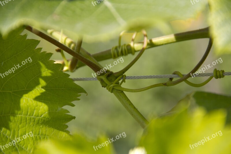 Wine Climber Plant Leaves Nature Plant