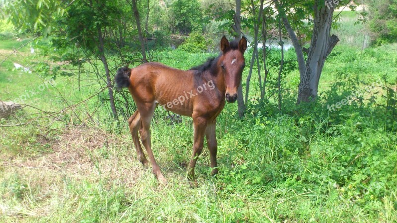 Horse Foal Andalusians Animal Free Photos