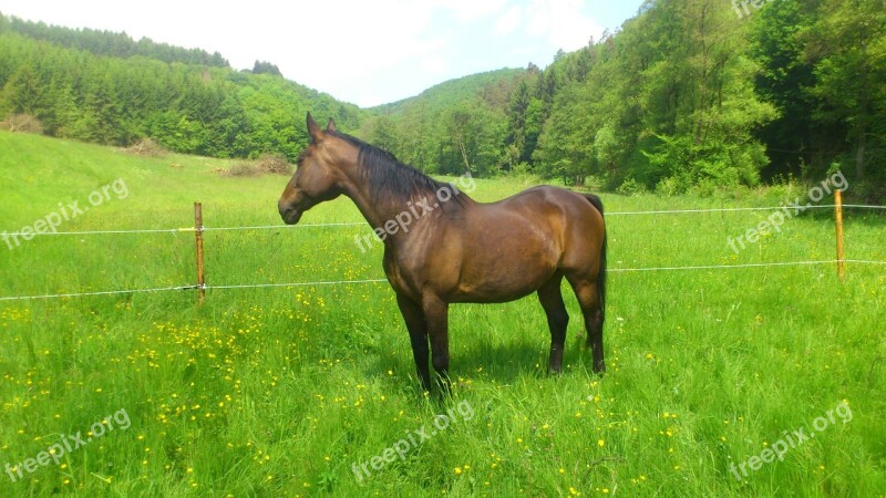 Horse Mare Pasture Free Photos