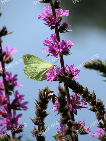 Gonepteryx Rhamni Butterfly Insect Animals Free Photos