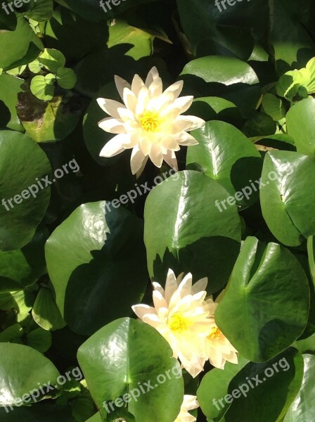 Water Lily Flower White Aquatic Plant