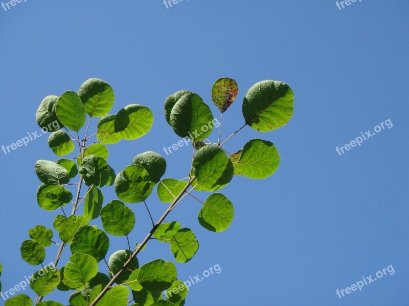 Smoketree Common Smoketree Blue Sky Green Leaves Summer