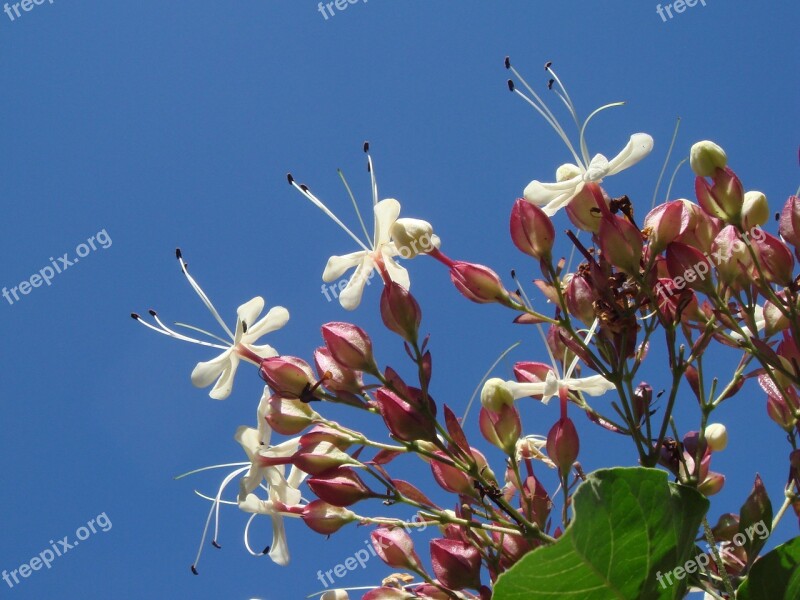 Flower White Garden Tree Plants