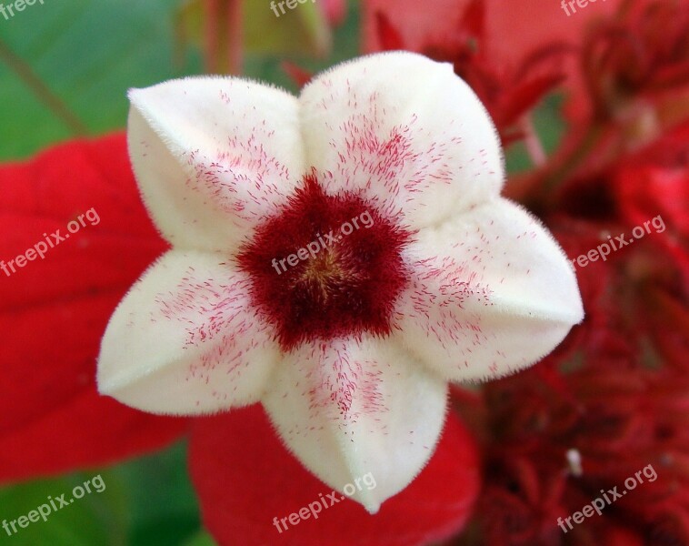 Mussaenda Red Stamen Scarlet Flower