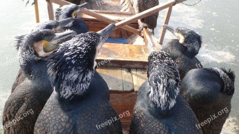 Cormorant Birds China Boat Fishing