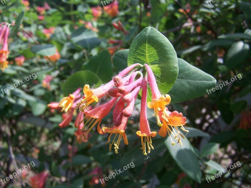 Honeysuckle Pink Flowers Pink Nature Summer