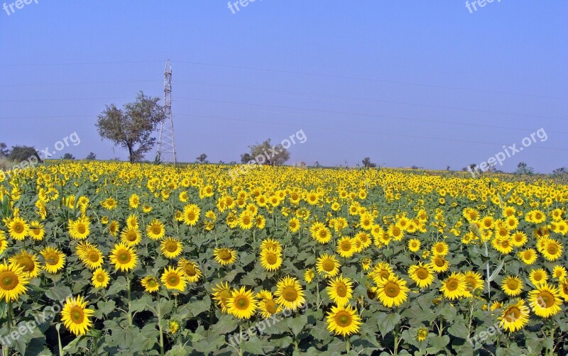 Sunflower Flower Sunflowers Sunflower Field Flora