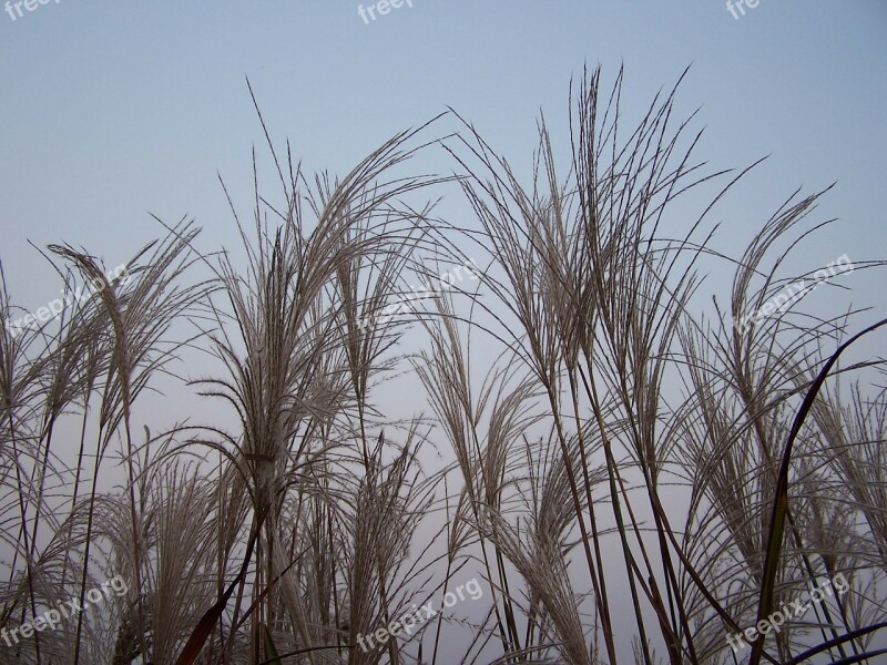 Reed Weeds River Plants Wetland