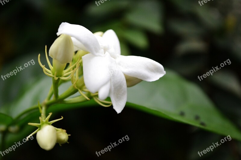 Jasmine Flower White Flower Flower Blossom Garden