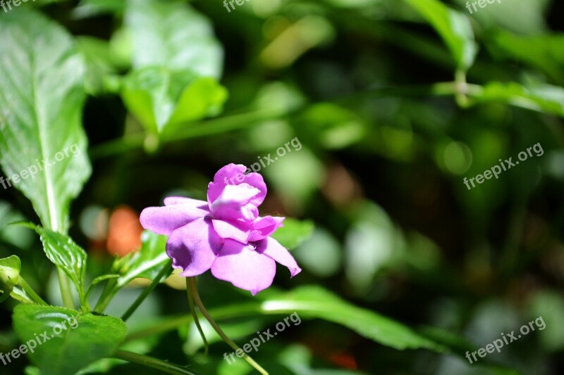 Purple Flower Flower On Sunlight Bloom Blossom Garden