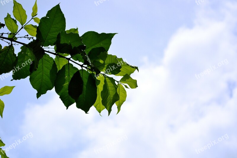 Leaves Blue Sky Sky Plants Nature