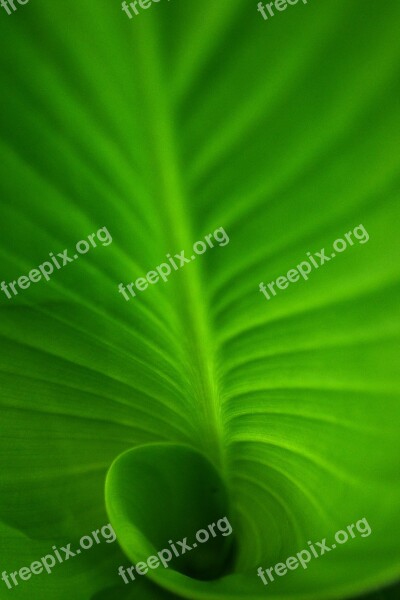 Spiral Spiral Leaf Green Green Leaf Green Spiral Leaf