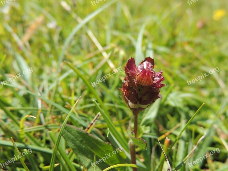 Bud Flower Blossom Bloom Wine Red