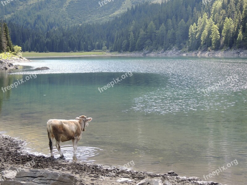 Lake Bergsee Cow Animal Ruminant