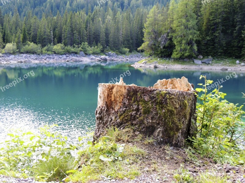 Tree Stump Log Sawed Off Lake Mountain