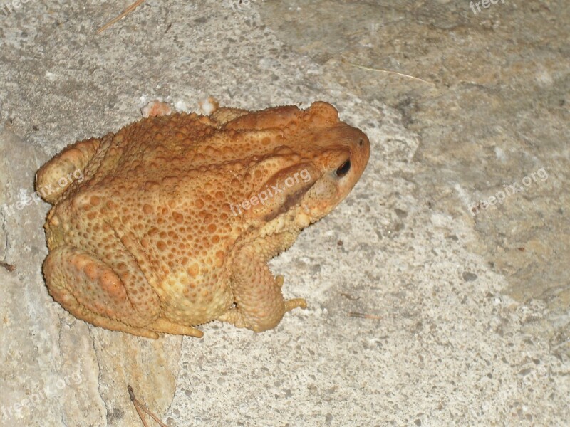 Toad Frog Animal Free Photos