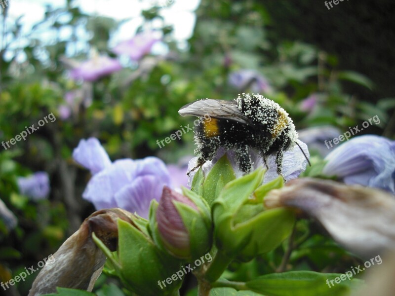 Insects Pollen Nature Free Photos