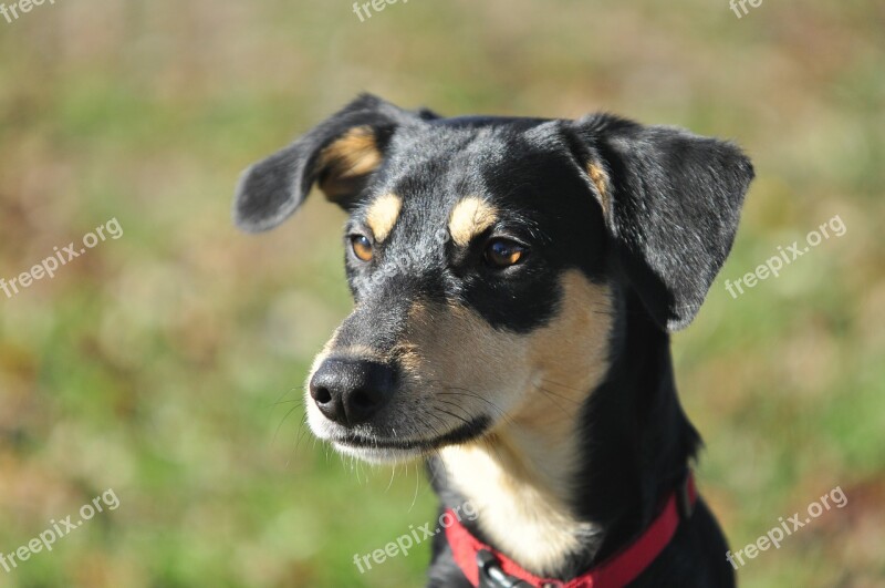 Dog Portrait Close Up Pet Mammal