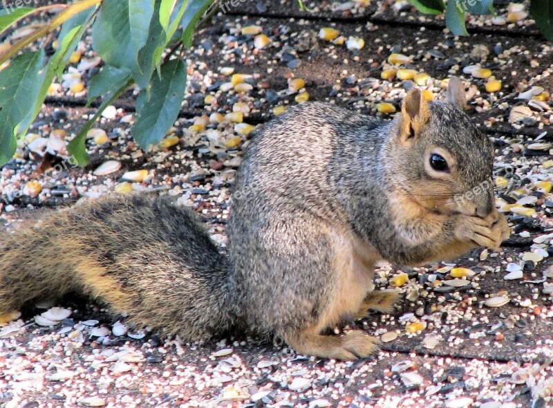 Squirrel Outside Animal Nature Cute