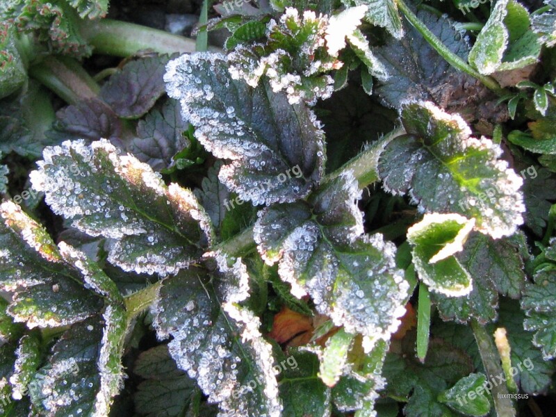 Frost Winter Leaves Cold Foliage