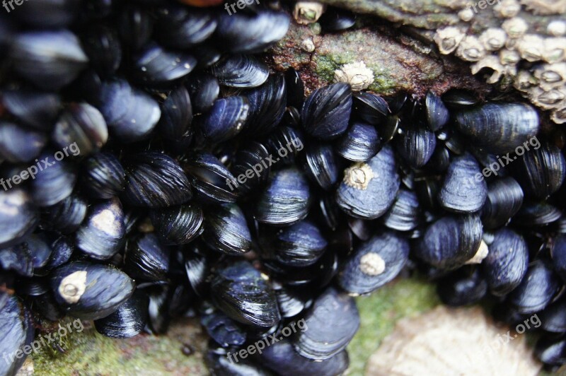 Mussels Shells Sea Scotland Free Photos